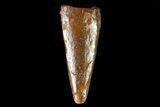 Pterosaur (Siroccopteryx) Tooth - Morocco #81335-1